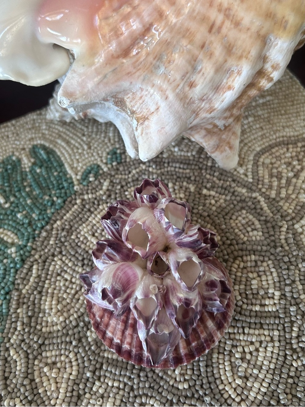 Natural Purple Barnacle Cluster on Scallop Shell